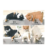 Capsule Dogs On Wall (Set of 5) Capsule Dogs On Wall (Set of 5)