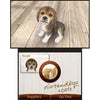 3DS Nintendogs + Cats: Golden Retriever & New Friends 3DS Nintendogs + Cats: Golden Retriever & New Friends