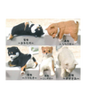 Capsule Dogs On Wall (Set of 5)